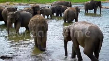 一群大象在大<strong>自然</strong>中浇水，动物在夏天喝<strong>凉</strong>水